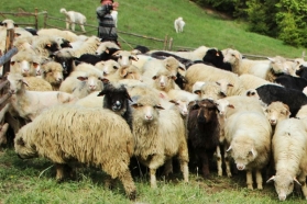 Zatroszcz się o głos Dobrego Pasterza w tobie