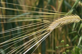 O wielkim żniwie i Bożych darach