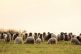 Na wyżyny za Dobrym Pasterzem