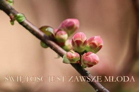 Błogosławiony tygodnia - 19.03. - Marceli Callo 