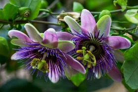 Passiflora - Kwiat Męki