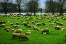 Jezus powiedział: «Moje owce słuchają mego głosu...»
