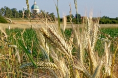 ... aż do żniwa 